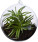 Shere Terrarium