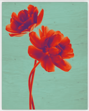 Dřevěný obraz Tulip - Reklamnepredmety