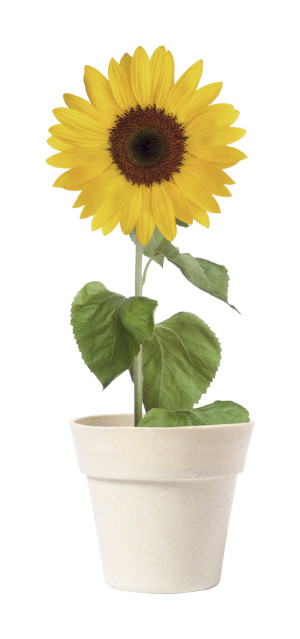 Tumil květináč se slunečnicí - Reklamnepredmety
