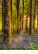 Kalendář Nature Emotions - N140-27_005 - variant He N140-27