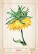 Kalendář Herbarium - N144-27_003 - variant He N144-27