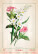 Kalendář Herbarium - N144-27_010 - variant He N144-27