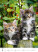 Kalendář Kočičky - N180-27_006 - variant He N180-27