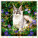 Kalendář Cats - LP01-27_006 - variant He LP01-27