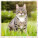Kalendář Cats - LP01-27_008 - variant He LP01-27