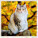 Kalendář Cats - LP01-27_010 - variant He LP01-27