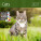 Kalendář Cats - LP01-27_013 - variant He LP01-27