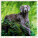 Kalendář Dogs - LP02-27_004 - variant He LP02-27