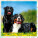 Kalendář Dogs - LP02-27_005 - variant He LP02-27