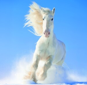 Kalendár Horses - Reklamnepredmety