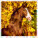 Kalendář Horses - LP03-27_010 - variant He LP03-27