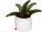 Schmoozies® Evergreenies® Aloe Vera - mbw160847-2-back - variant 