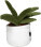 Schmoozies® Evergreenies® Aloe Vera - mbw160847-4-side - variant 