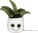 Schmoozies® Evergreenies® Aloe Vera - mbw160847 - variant 