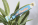 PlantTag štítek k rostlinám na zakázku - ap716959-dg1-jvzpmaki - variant 