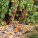 NOTIQUE Poznámkový kalendář Divoká zvířata 2027, 30 x 30 cm - pgp-36308-v_03 - variant Pg PGP-36308-V