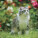 NOTIQUE Poznámkový kalendář Kočky 2027, 30 x 30 cm - pgp-36310-v_05 - variant Pg PGP-36310-V