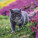 NOTIQUE Poznámkový kalendář Kočky 2027, 30 x 30 cm - pgp-36310-v_07 - variant Pg PGP-36310-V