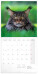 NOTIQUE Poznámkový kalendář Kočky 2027, 30 x 30 cm - pgp-36310-v_kal - variant Pg PGP-36310-V