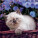 NOTIQUE Poznámkový kalendář Koťata 2027, 30 x 30 cm - pgp-36312-v_05 - variant Pg PGP-36312-V