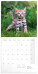 NOTIQUE Poznámkový kalendář Koťata 2027, 30 x 30 cm - pgp-36312-v_kal - variant Pg PGP-36312-V