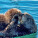 NOTIQUE Poznámkový kalendář Mláďata 2027, 30 x 30 cm - pgp-36314-v_08 - variant Pg PGP-36314-V