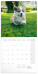 NOTIQUE Poznámkový kalendář Mláďata 2027, 30 x 30 cm - pgp-36314-z_kal - variant Pg PGP-36314-Z