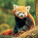 NOTIQUE Poznámkový kalendář Pandy 2027, 30 x 30 cm - pgp-36316-v_05 - variant Pg PGP-36316-V