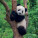 NOTIQUE Poznámkový kalendář Pandy 2027, 30 x 30 cm - pgp-36316-v_06 - variant Pg PGP-36316-V