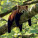 NOTIQUE Poznámkový kalendář Pandy 2027, 30 x 30 cm - pgp-36316-v_07 - variant Pg PGP-36316-V