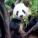 NOTIQUE Poznámkový kalendář Pandy 2027, 30 x 30 cm - pgp-36316-v_09 - variant Pg PGP-36316-V