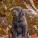 NOTIQUE Poznámkový kalendář Štěňata 2027, 30 x 30 cm - pgp-36320-v_11 - variant Pg PGP-36320-V