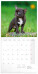 NOTIQUE Poznámkový kalendář Štěňata 2027, 30 x 30 cm - pgp-36320-v_kal - variant Pg PGP-36320-V
