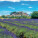 NOTIQUE Poznámkový kalendář Provence 2027, 30 x 30 cm - pgp-36339-v_04 - variant Pg PGP-36339-V