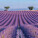 NOTIQUE Poznámkový kalendář Provence 2027, 30 x 30 cm - pgp-36339-v_07 - variant Pg PGP-36339-V