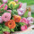 NOTIQUE Poznámkový kalendář Květiny 2027, 30 x 30 cm - pgp-36341-v_05 - variant Pg PGP-36341-V