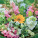 NOTIQUE Poznámkový kalendář Květiny 2027, 30 x 30 cm - pgp-36341-v_07 - variant Pg PGP-36341-V
