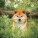 NOTIQUE Poznámkový kalendář Happy Doge 2027, 30 x 30 cm - pgp-36617-v_03 - variant Pg PGP-36617-V