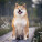 NOTIQUE Poznámkový kalendář Happy Doge 2027, 30 x 30 cm - pgp-36617-v_04 - variant Pg PGP-36617-V