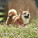 NOTIQUE Poznámkový kalendář Happy Doge 2027, 30 x 30 cm - pgp-36617-v_05 - variant Pg PGP-36617-V
