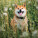 NOTIQUE Poznámkový kalendář Happy Doge 2027, 30 x 30 cm - pgp-36617-v_06 - variant Pg PGP-36617-V