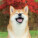 NOTIQUE Poznámkový kalendář Happy Doge 2027, 30 x 30 cm - pgp-36617-v_08 - variant Pg PGP-36617-V
