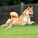 NOTIQUE Poznámkový kalendář Happy Doge 2027, 30 x 30 cm - pgp-36617-v_09 - variant Pg PGP-36617-V
