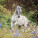 NOTIQUE Poznámkový kalendář Koně – Christiane Slawik 2027, 30 x 30 cm - pgp-36821-v_09 - variant Pg PGP-36821-V
