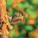 NOTIQUE Poznámkový kalendář Ještěry 2027, 30 x 30 cm - pgp-36826-v_06 - variant Pg PGP-36826-V