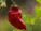 Bhut Jolokia chilli drcené Ekvádor 20 g - s067011-2 - variant 