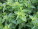 Oregano drcené Řecko 20 g - s067028-2 - variant 