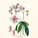NOTIQUE Poznámkový kalendář Herbář Plastic FREE 2027, PLASTIC FREE, 30 x 30 cm - pgp-36979_02 - variant Pg PGP-36979