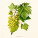 NOTIQUE Poznámkový kalendář Herbář Plastic FREE 2027, PLASTIC FREE, 30 x 30 cm - pgp-36979_10 - variant Pg PGP-36979