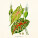 NOTIQUE Poznámkový kalendář Herbář Plastic FREE 2027, PLASTIC FREE, 30 x 30 cm - pgp-36979_11 - variant Pg PGP-36979